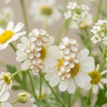 Ørepynt i forgylt sølv hvit margeritt. LIV - 700303